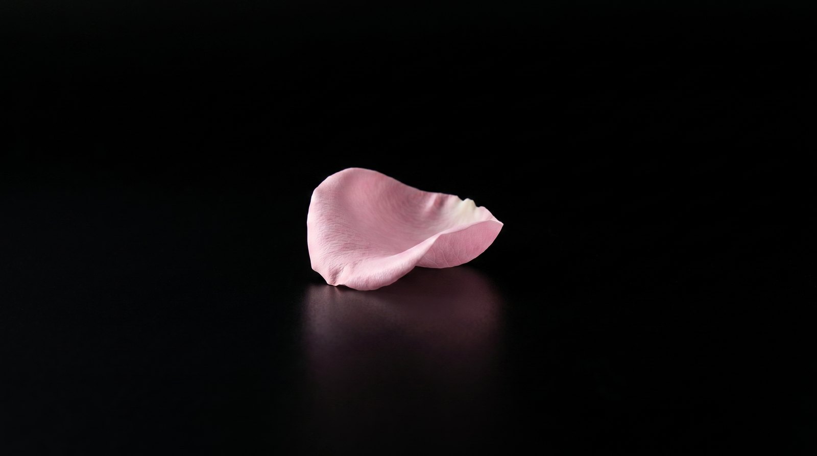 A single pale pink rose petal on black.